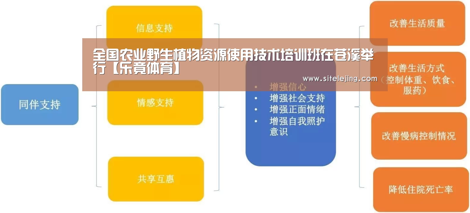 乐竟体育