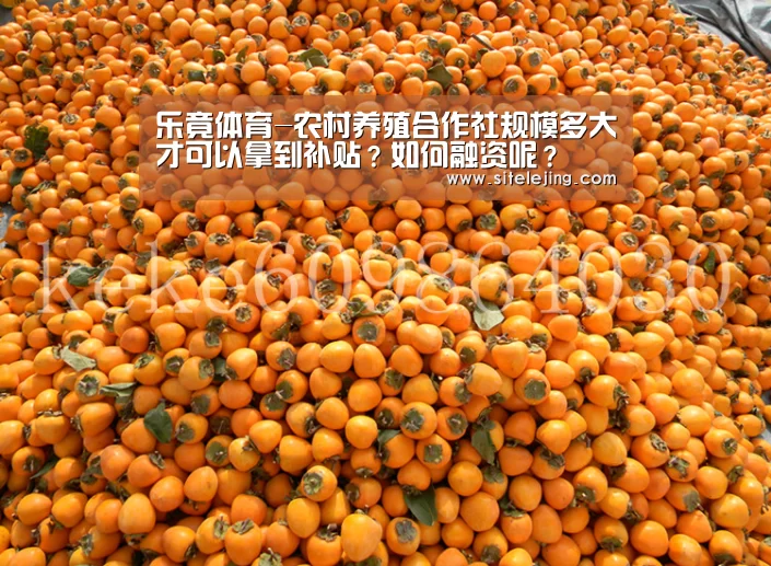 乐竟体育官网